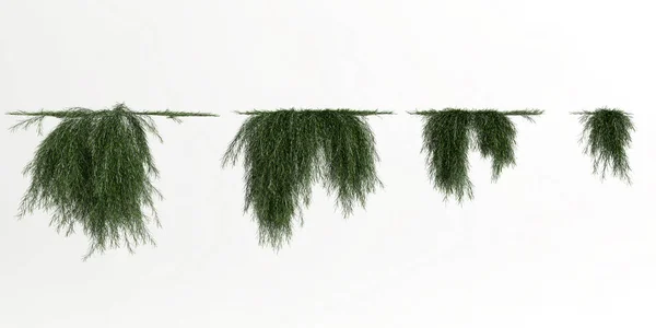 Illustration Ivy Plant Isolated White Background — Stockfoto