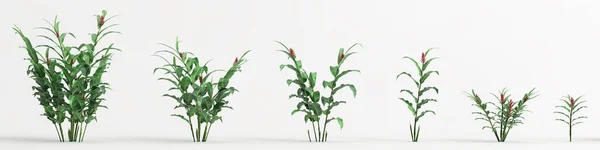 Illustration Set Plant Isolated White Background —  Fotos de Stock
