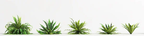 Illustration Set Plant Isolated White Background —  Fotos de Stock