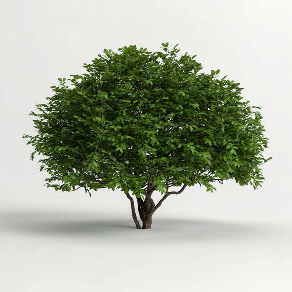 3d illustration of tree isolated on white background