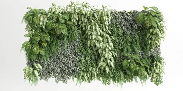 Beyaz arkaplanda izole edilmiş 3D duvar bitkisi çizimi