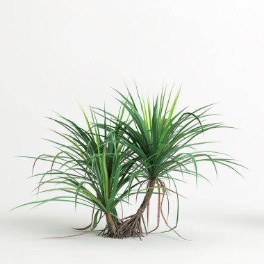 Dracena ağacının beyaz arkaplanda izole edilmiş 3d çizimi