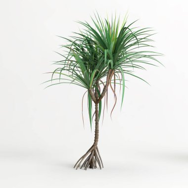 Dracena ağacının beyaz arkaplanda izole edilmiş 3d çizimi