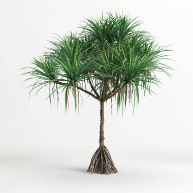 Dracena ağacının beyaz arkaplanda izole edilmiş 3d çizimi