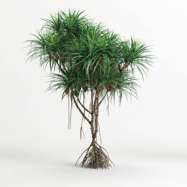 Dracena ağacının beyaz arkaplanda izole edilmiş 3d çizimi