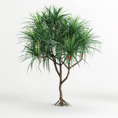Dracena ağacının beyaz arkaplanda izole edilmiş 3d çizimi