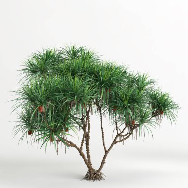 Dracena ağacının beyaz arkaplanda izole edilmiş 3d çizimi