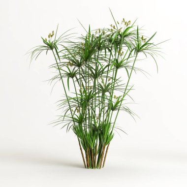 Cyperus Alternifolius 'un beyaz arka planda izole edilmiş 3D çizimi