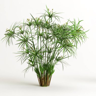 Cyperus Alternifolius 'un beyaz arka planda izole edilmiş 3D çizimi