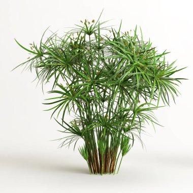 Cyperus Alternifolius 'un beyaz arka planda izole edilmiş 3D çizimi