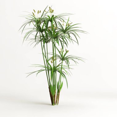 Cyperus Alternifolius 'un beyaz arka planda izole edilmiş 3D çizimi