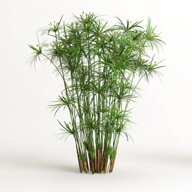 Cyperus Alternifolius 'un beyaz arka planda izole edilmiş 3D çizimi