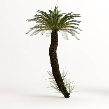 Beyaz arkaplanda izole edilmiş Cyathea ağacının 3d illüstrasyonu