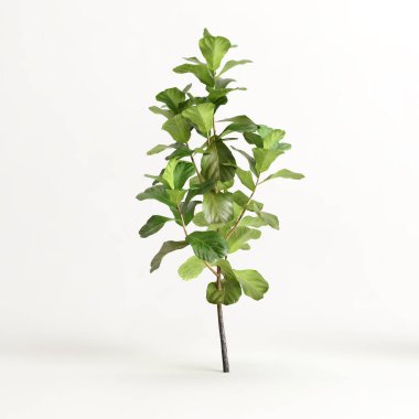 3d illustration of ficus tree isolated on white background