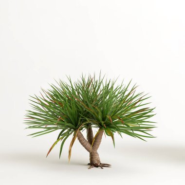 Dracena ağacının beyaz arkaplanda izole edilmiş 3d çizimi