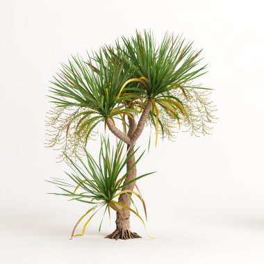 Dracena ağacının beyaz arkaplanda izole edilmiş 3d çizimi