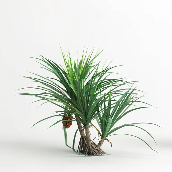 Dracena ağacının beyaz arkaplanda izole edilmiş 3d çizimi