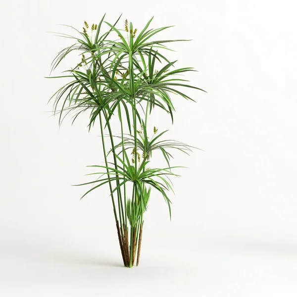 Cyperus Alternifolius 'un beyaz arka planda izole edilmiş 3D çizimi