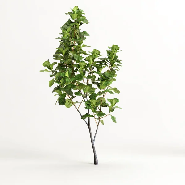 Illustration Ficus Tree Isolated White Background — Stock Photo, Image