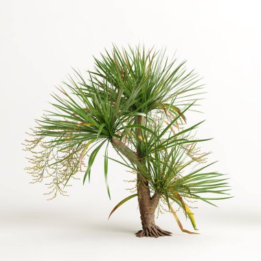 Dracena ağacının beyaz arkaplanda izole edilmiş 3d çizimi
