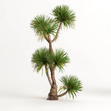 Dracena ağacının beyaz arkaplanda izole edilmiş 3d çizimi