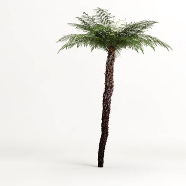 Beyaz arkaplanda izole edilmiş Cyathea ağacının 3d illüstrasyonu