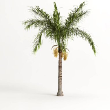 Beyaz arkaplanda izole edilmiş plam ağacının 3d çizimi