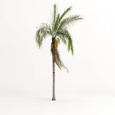 Beyaz arkaplanda izole edilmiş plam ağacının 3d çizimi