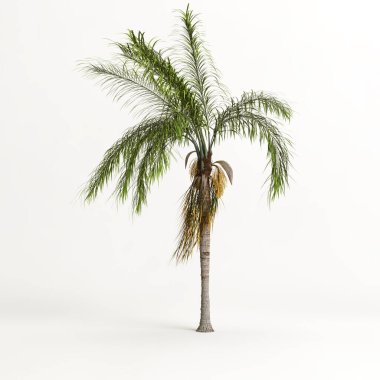 Beyaz arkaplanda izole edilmiş plam ağacının 3d çizimi