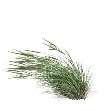 3d illustration of ammophila brevilugatta grass isolated on white background