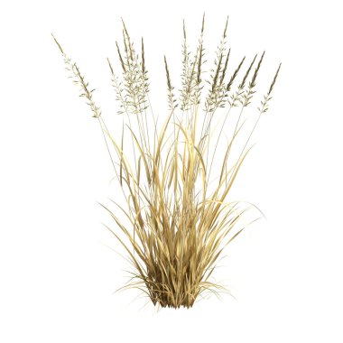 3d illustration of arrhenatherum elatius grass isolated on white background