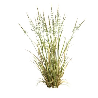 3d illustration of arrhenatherum elatius grass isolated on white background
