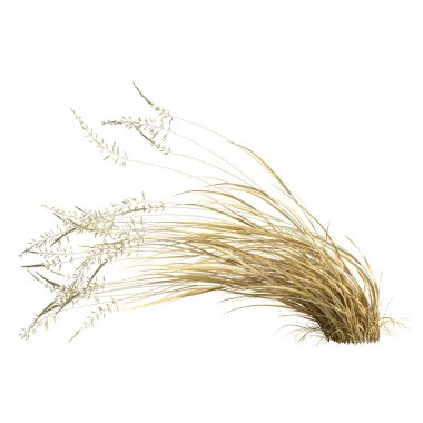 3d illustration of arrhenatherum elatius grass isolated on white background