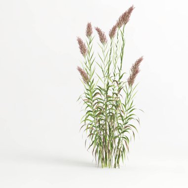 3d illustration of arundo donax grass isolated on white background
