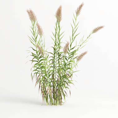 3d illustration of arundo donax grass isolated on white background