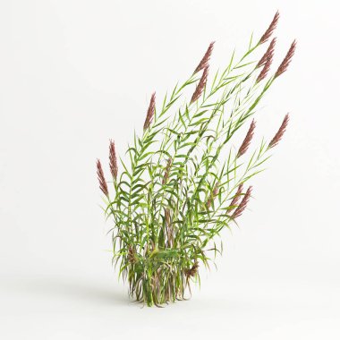 3d illustration of arundo donax grass isolated on white background