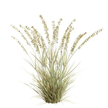 3d illustration of bouteloua curtipendula grass isolated on white background