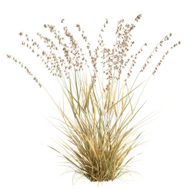 3d illustration of bouteloua curtipendula grass isolated on white background