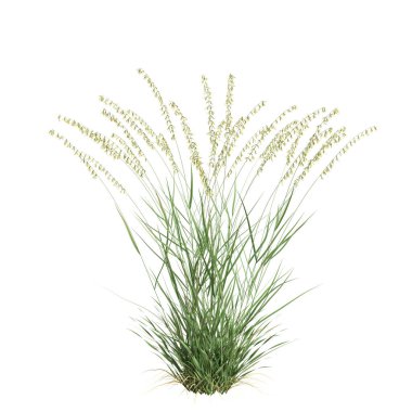 3d illustration of bouteloua curtipendula grass isolated on white background