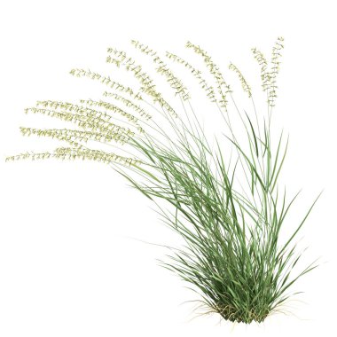 3d illustration of bouteloua curtipendula grass isolated on white background