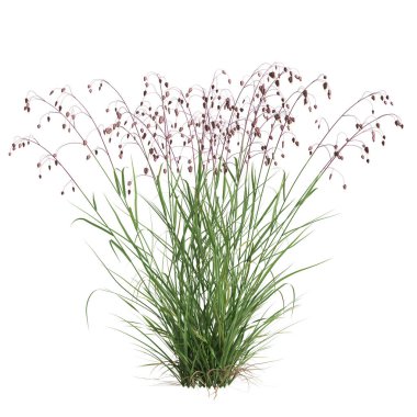 3d illustration of briza media grass isolated on white background