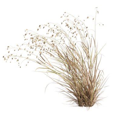 3d illustration of briza media grass isolated on white background