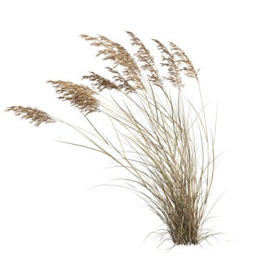 3d illustration of Calamagrostis canadensis grass isolated on white background