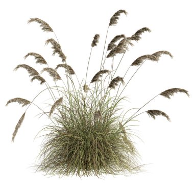 3d illustration of cortaderia selloana grass isolated on white background