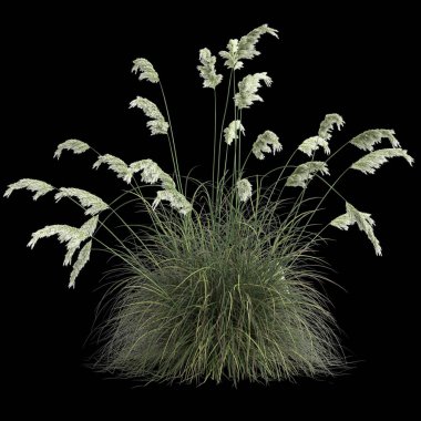 3d illustration of cortaderia selloana grass isolated on black background clipart