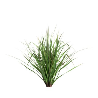 3d illustration of cymbopogon citratus grass isolated on white background