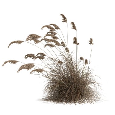 3d illustration of cortaderia selloana grass isolated on white background