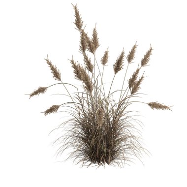 3d illustration of cortaderia selloana grass isolated on white background