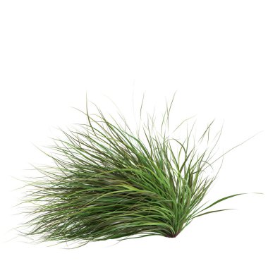 3d illustration of cymbopogon citratus grass isolated on white background