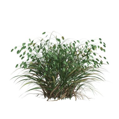 3d illustration of chasmanthium latifolium grass isolated on white background